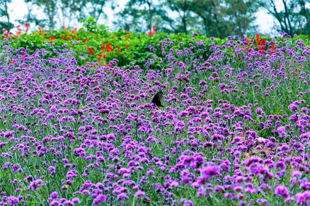 DSC_0156.jpg