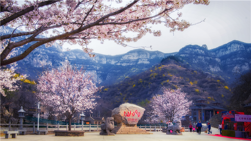 樱花.jpg 樱花.jpg