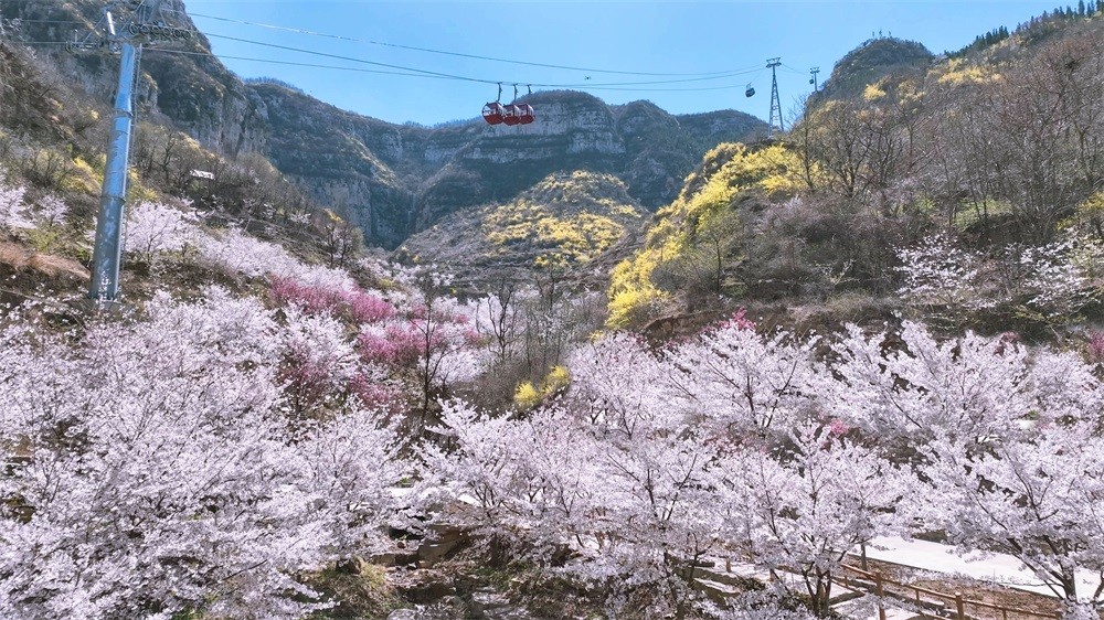 樱花 (12)-x.jpg
