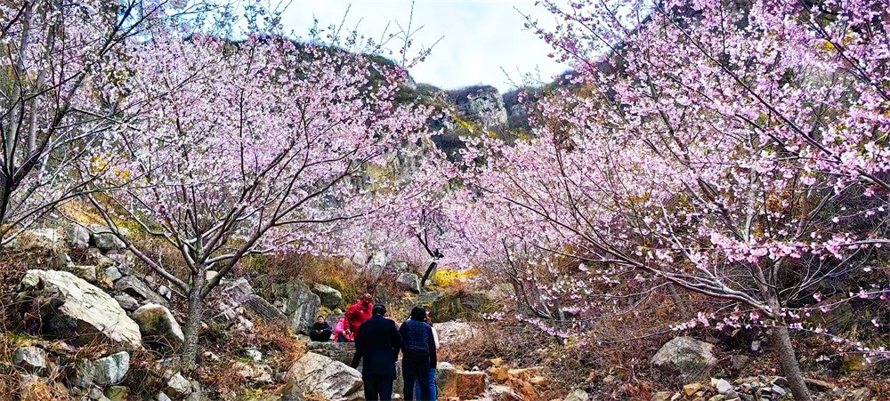 樱花溪谷 (2).jpg