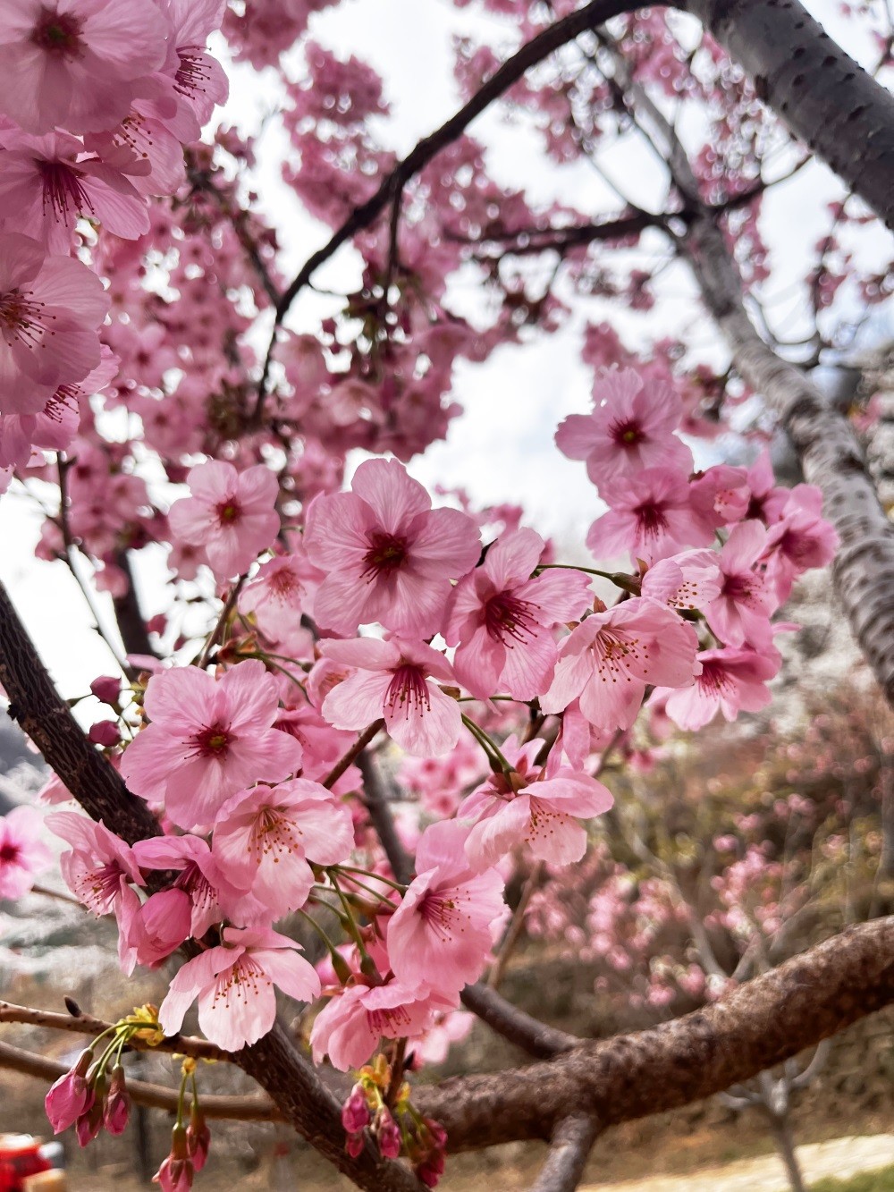 樱花溪谷�?(2).jpg
