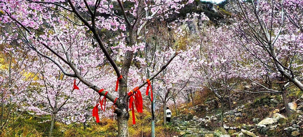 樱花溪谷 (3).jpg