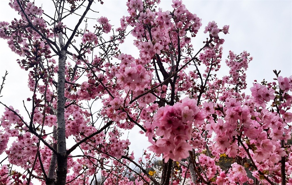 樱花溪谷�?(1).jpg