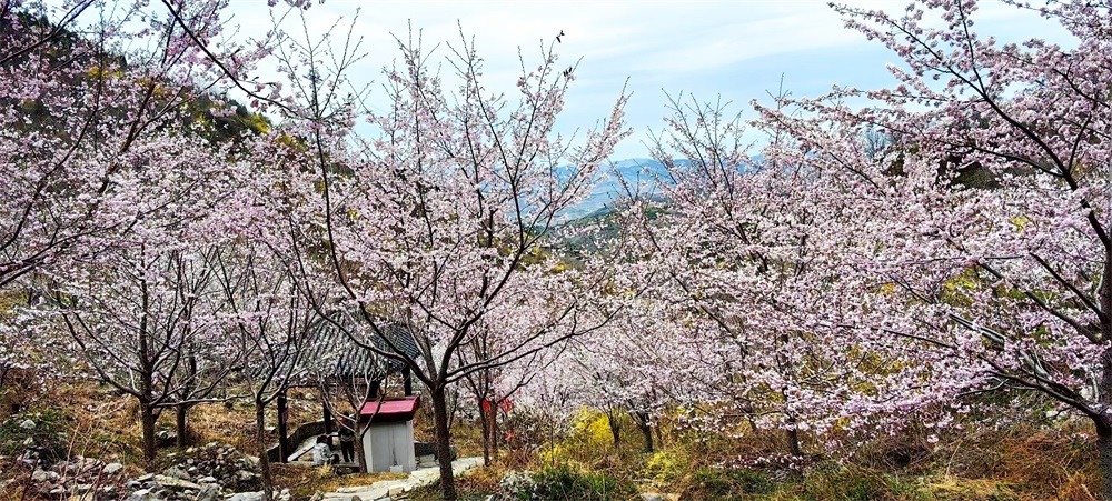 樱花溪谷 (4).jpg