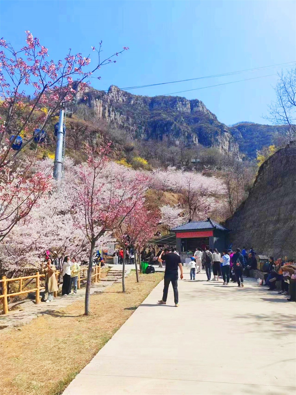 樱花�?(10).jpg