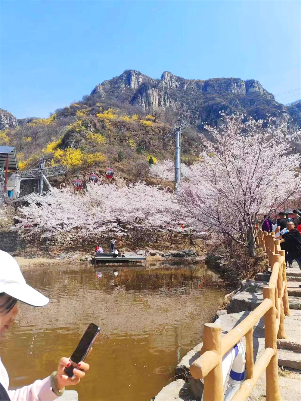 樱花�?(7).jpg