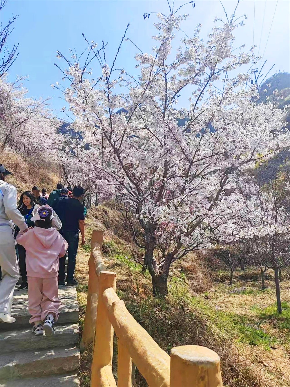 樱花�?(1).jpg