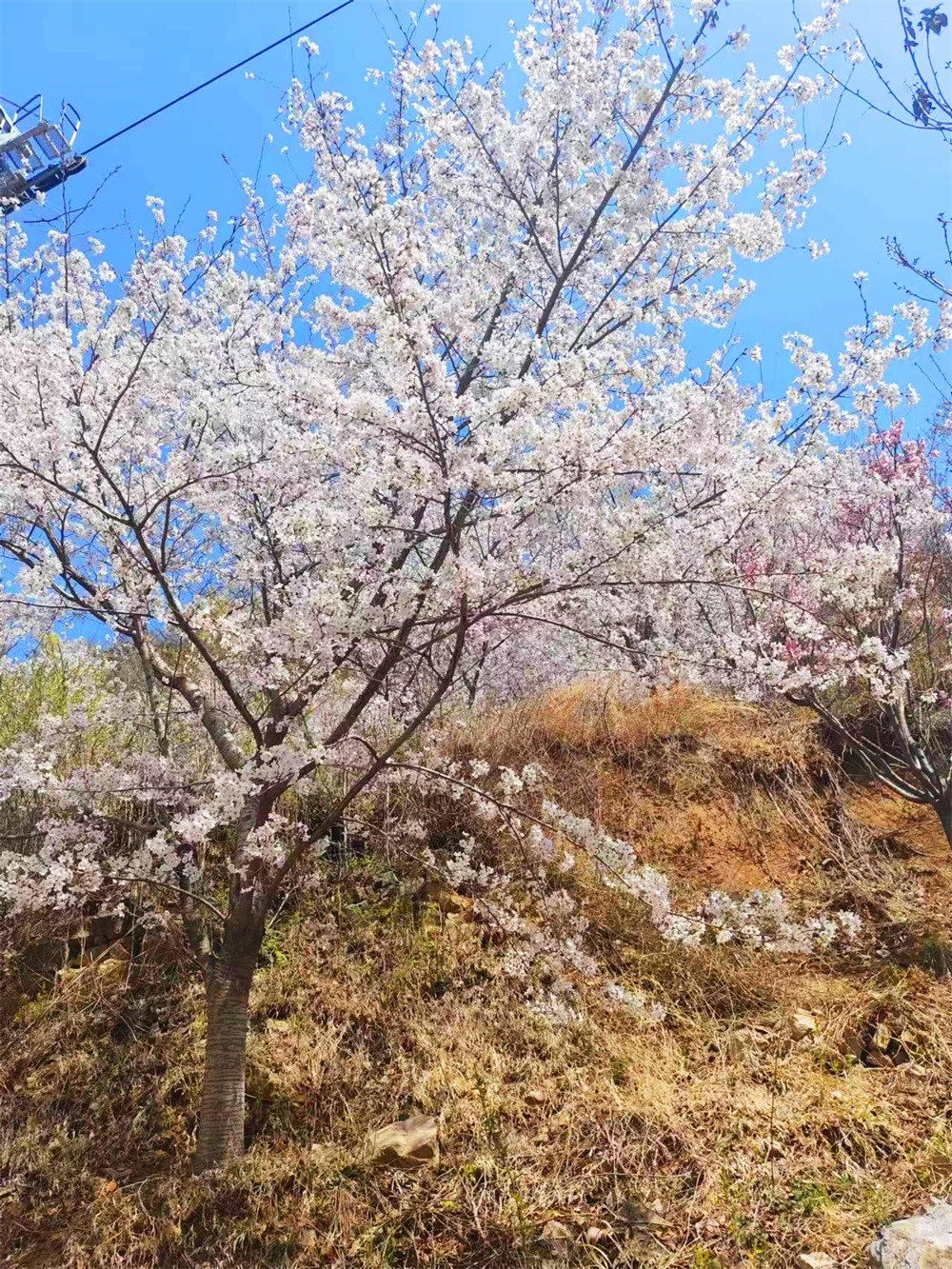 樱花�?(6).jpg