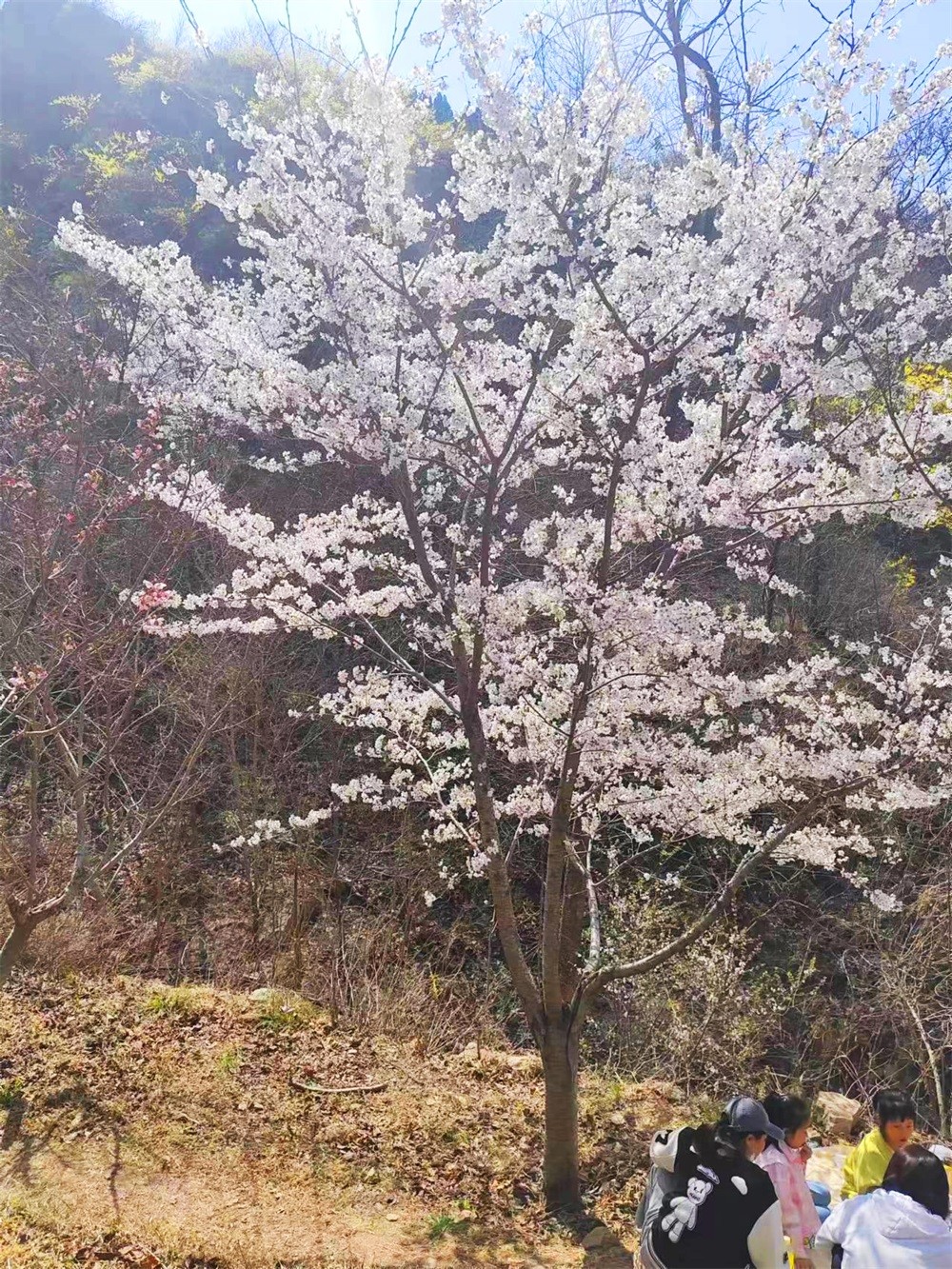 樱花�?(8).jpg