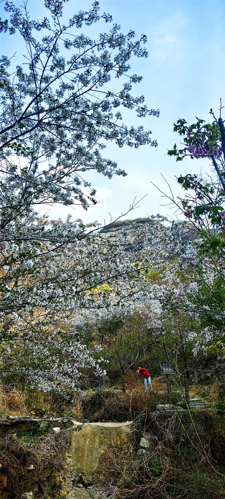 樱花�?(3).jpg