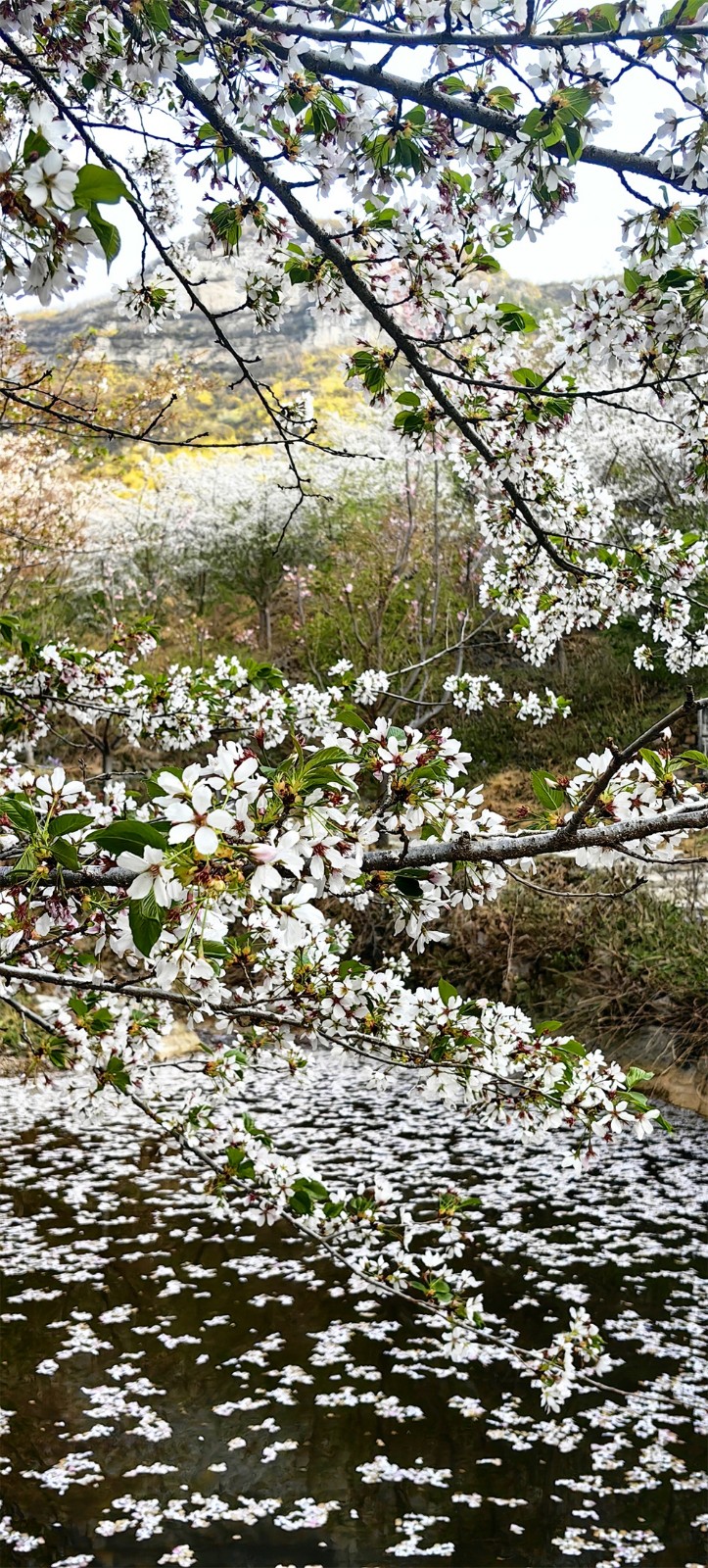 樱花�?(2).jpg