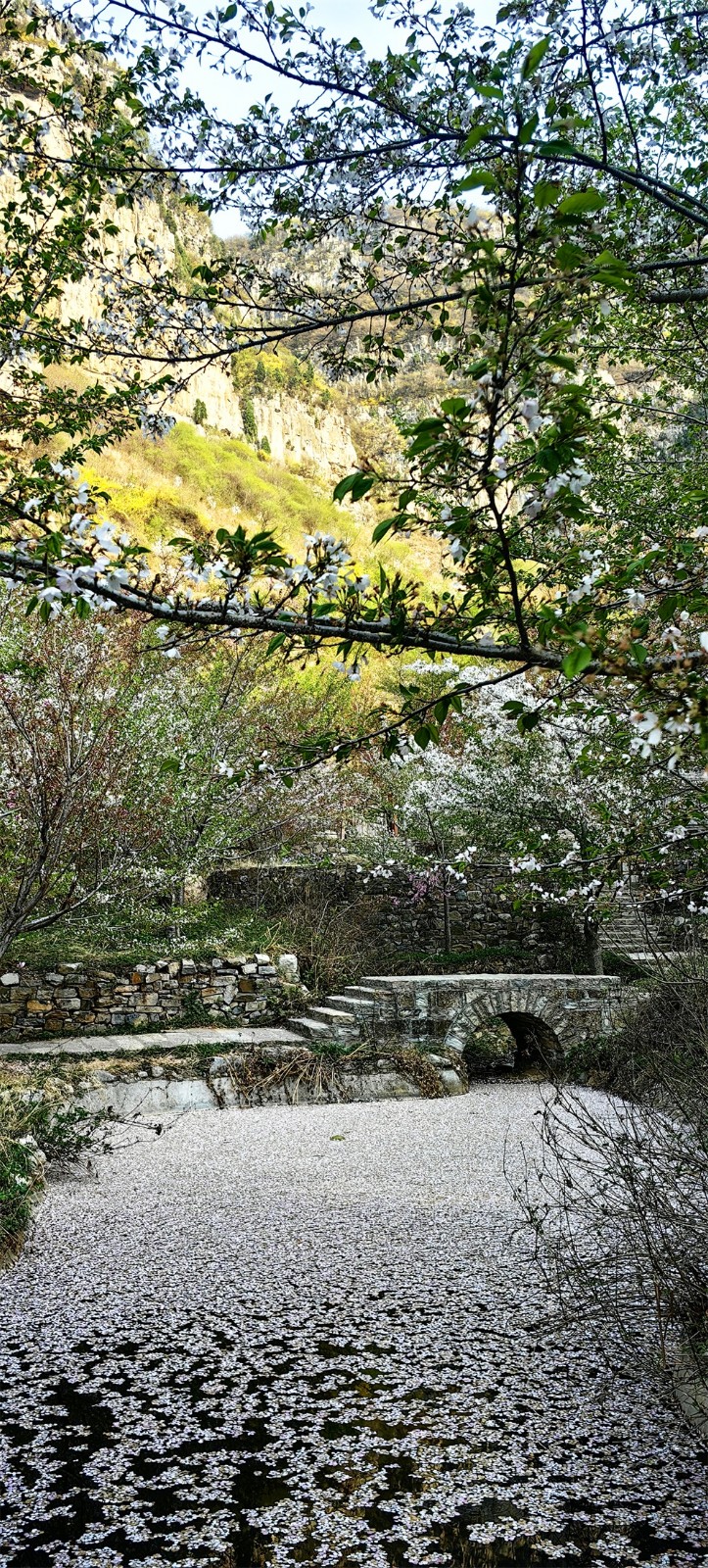 樱花�?(1).jpg