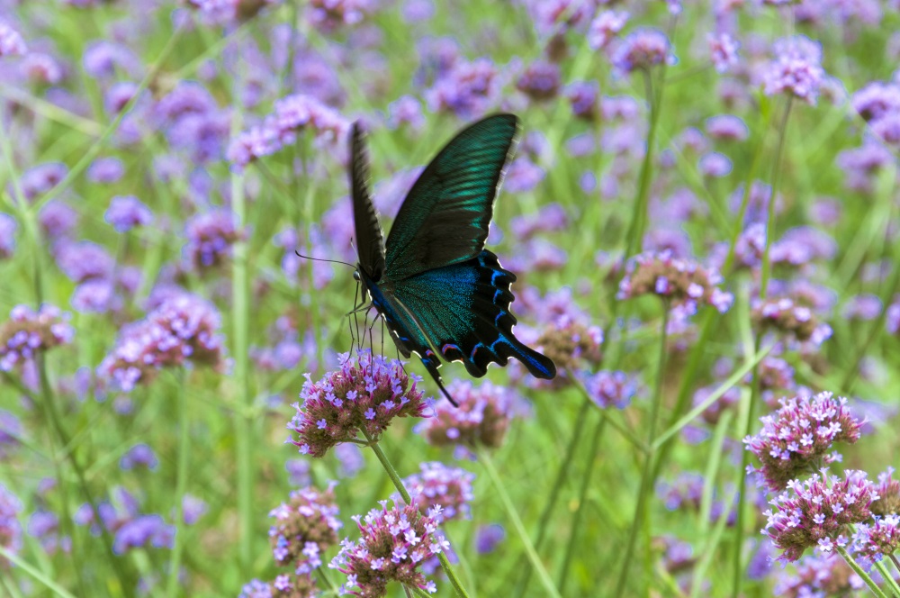 DSC_0141.jpg